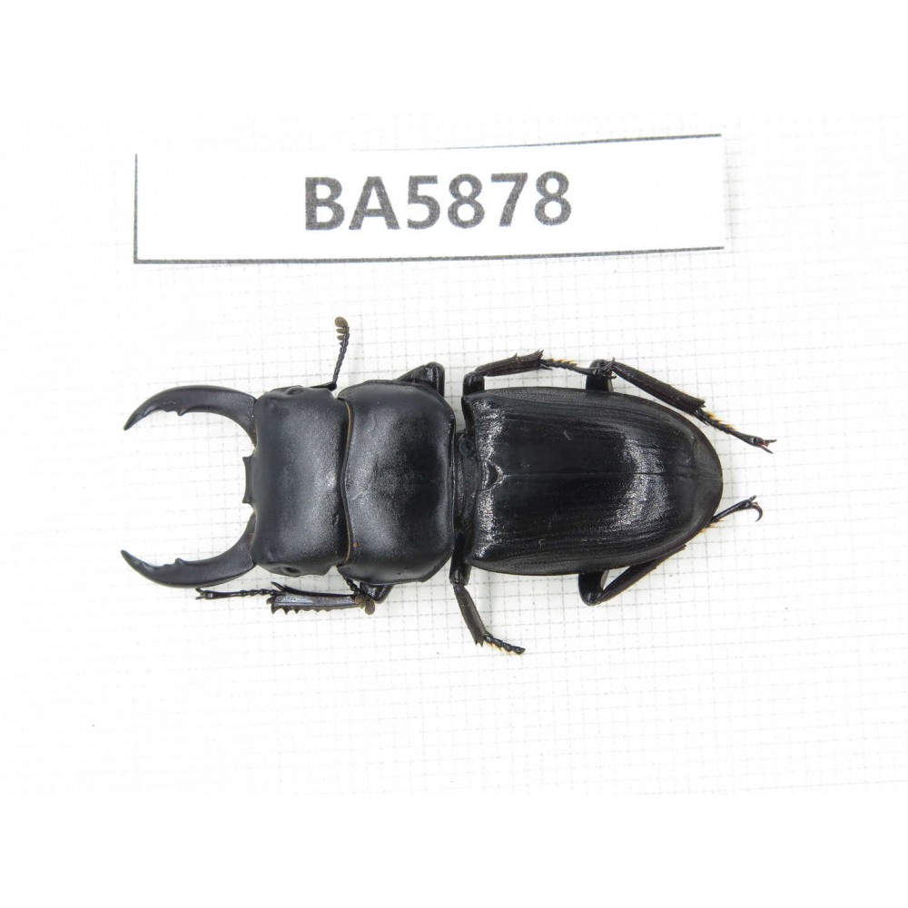 Dorcus sp. Myanmar, Kechin, Nanse. 1M. BA5878.