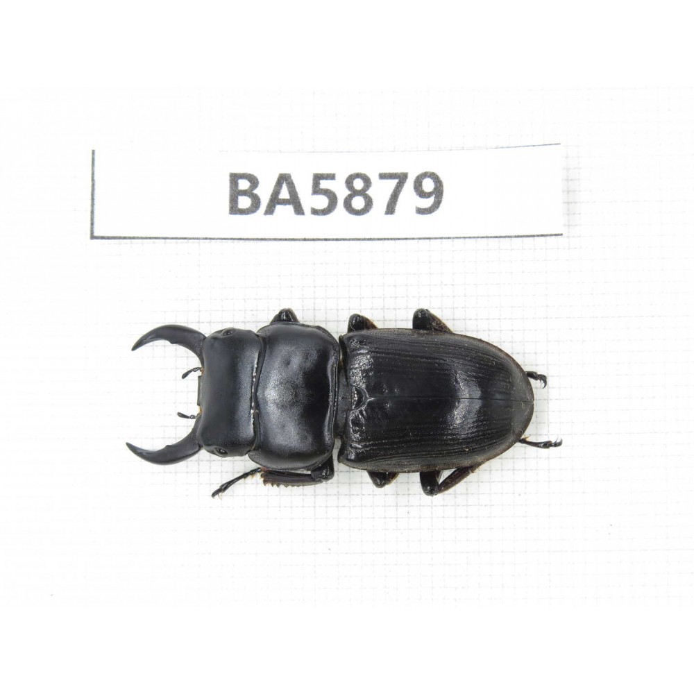 Dorcus sp. Myanmar, Kechin, Nanse. 1M. BA5879.