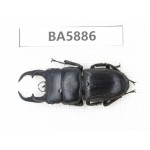Dorcus sp. Myanmar, Kechin, Nanse. 1M. BA5886.