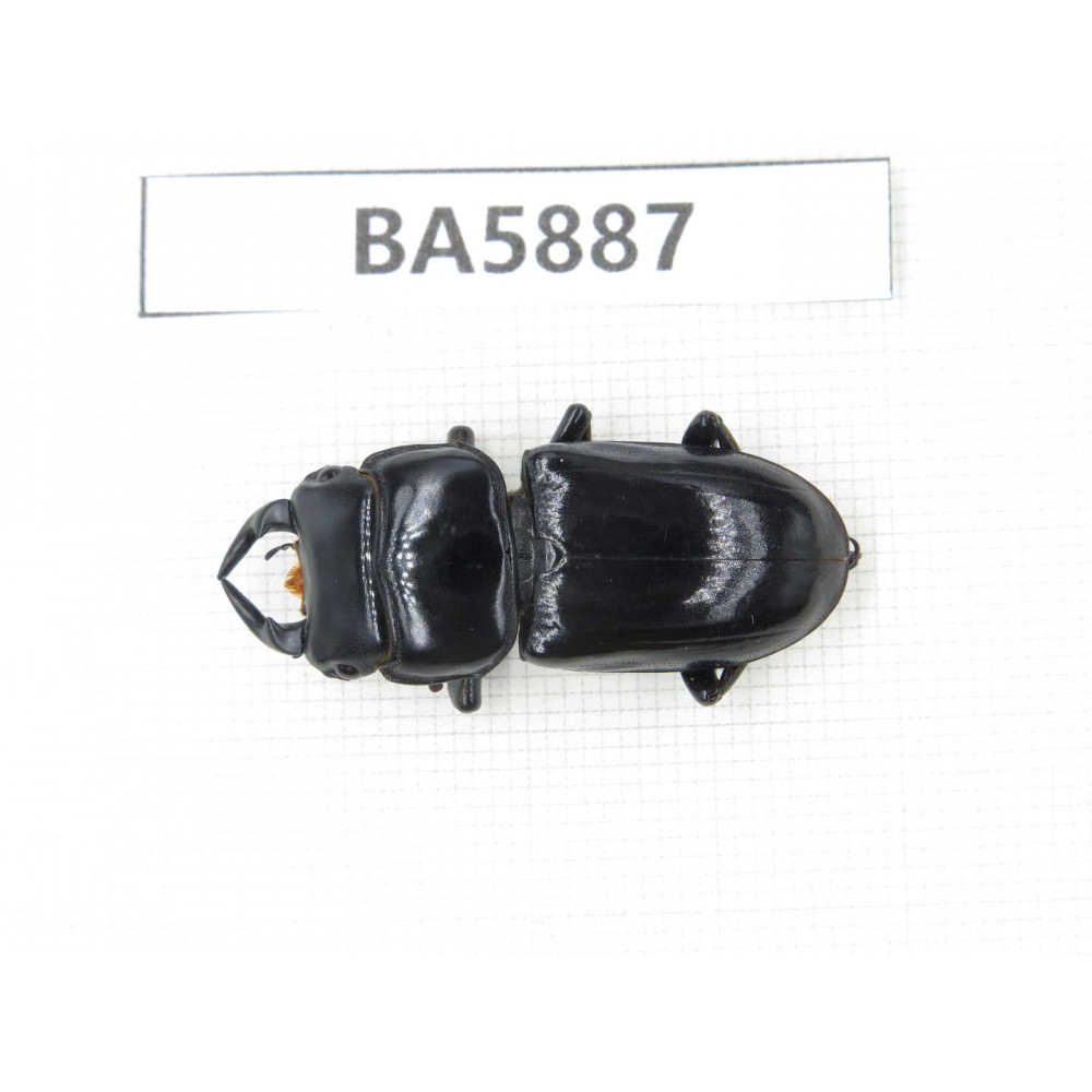 Dorcus sp. Myanmar, Kechin, Nanse. 1M. BA5887.