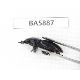 Dorcus sp. Myanmar, Kechin, Nanse. 1M. BA5887.