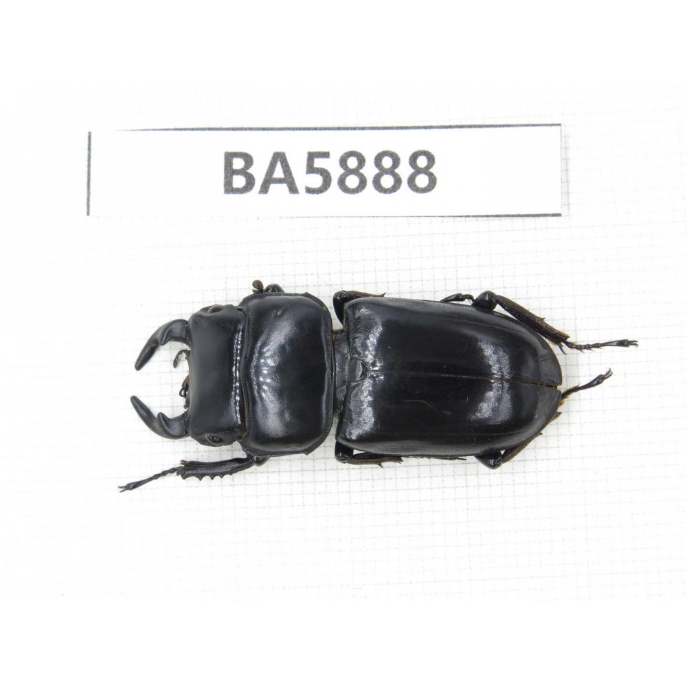 Dorcus sp. Myanmar, Kechin, Nanse. 1M. BA5888.