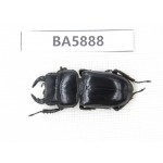 Dorcus sp. Myanmar, Kechin, Nanse. 1M. BA5888.