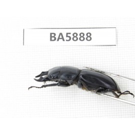 Dorcus sp. Myanmar, Kechin, Nanse. 1M. BA5888.