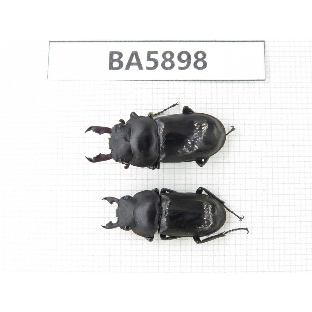 Dorcus sp. Myanmar, Kechin, Nanse. 2M. BA5898.