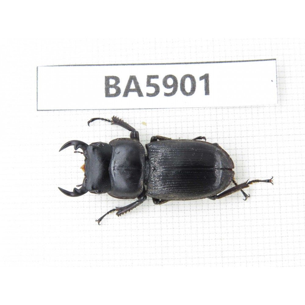 Dorcus sp. Myanmar, Kechin, Nanse. 1Pcs. BA5901.