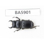Dorcus sp. Myanmar, Kechin, Nanse. 1Pcs. BA5901.