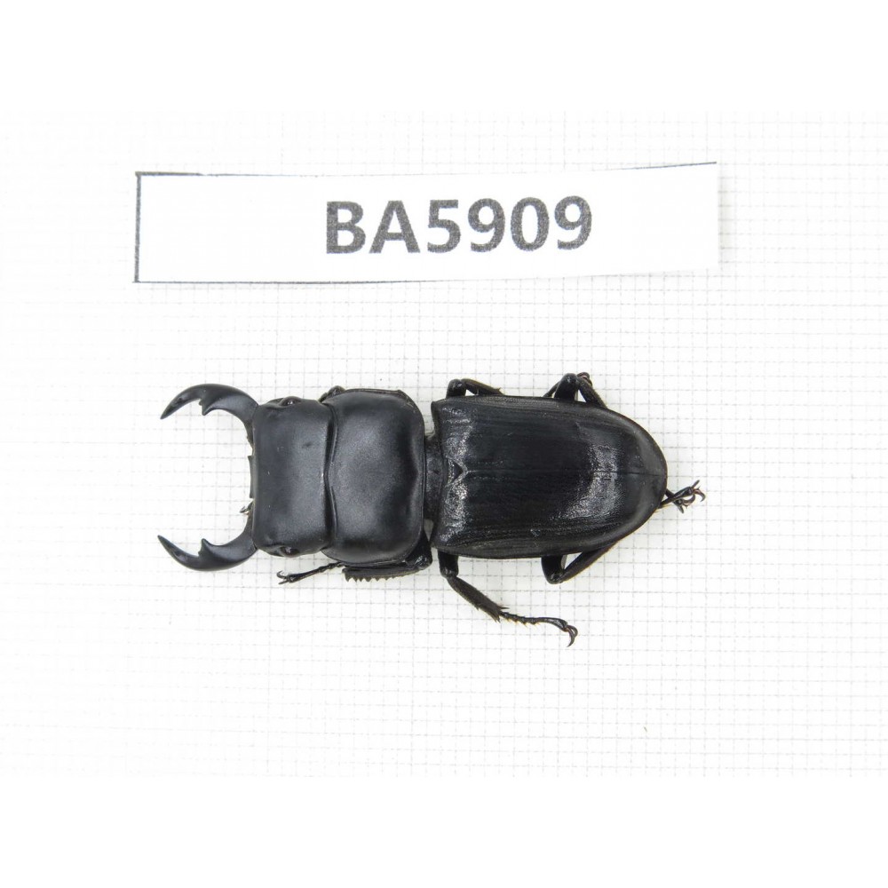 Dorcus sp. Myanmar, Kechin, Nanse. 1M. BA5909.