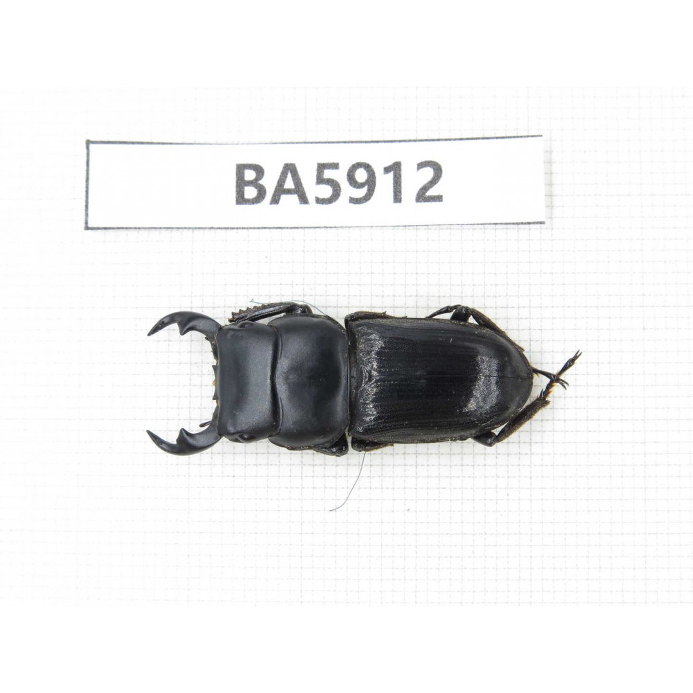Dorcus sp. Myanmar, Kechin, Nanse. 1M. BA5912.
