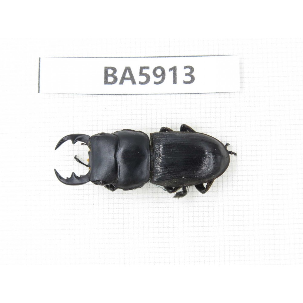 Dorcus sp. Myanmar, Kechin, Nanse. 1M. BA5913.