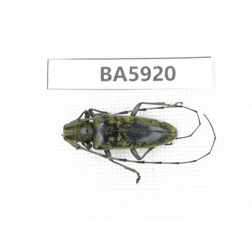 Cerambycidae sp. Myanmar, Kechin, Nanse. 1Pcs. BA5920.