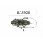 Cerambycidae sp. Myanmar, Kechin, Nanse. 1Pcs. BA5920.