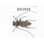 Cerambycidae sp. Myanmar, Kechin, Nanse. 1Pcs. BA5928.