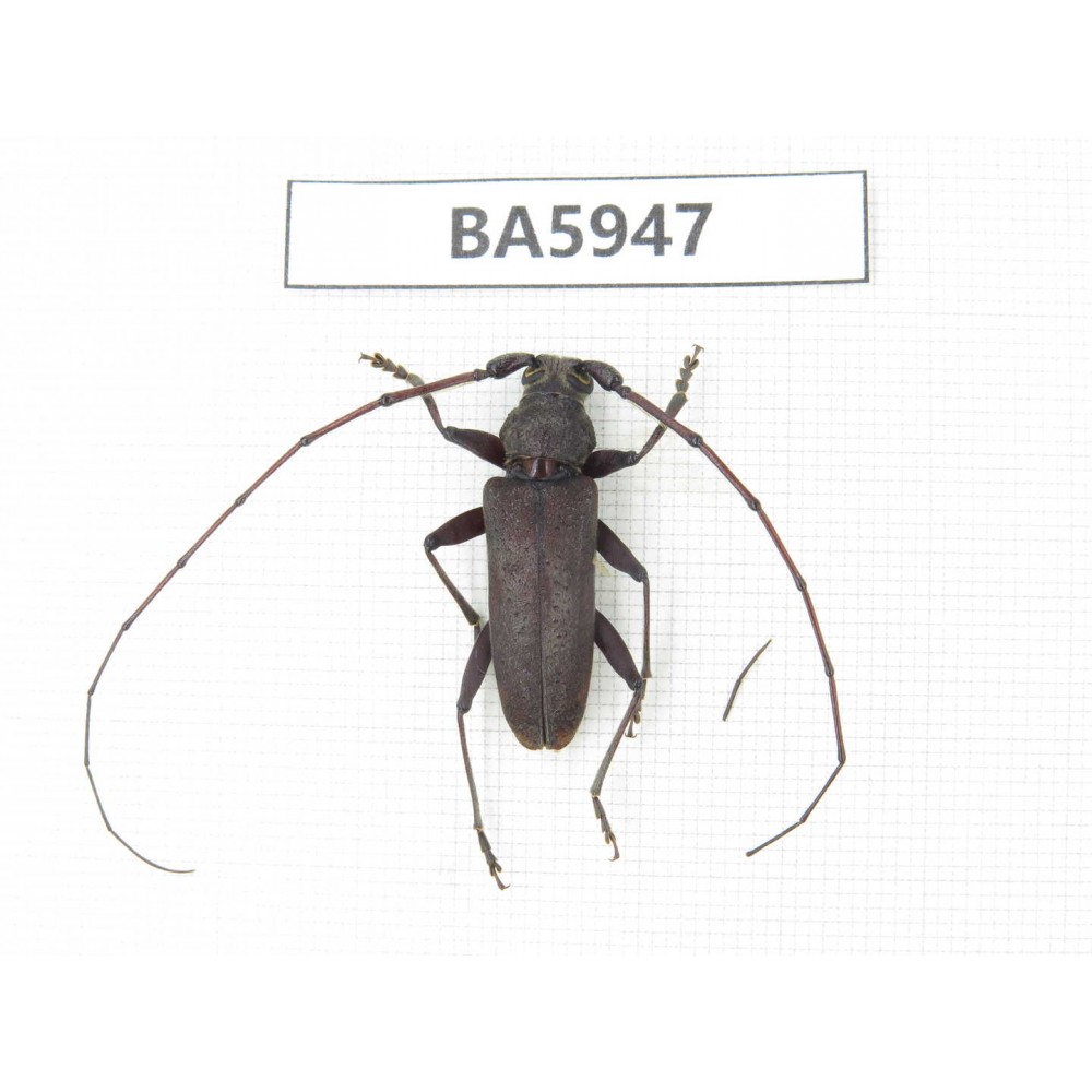 Cerambycidae sp. Myanmar, Kechin, Nanse. 1Pcs. BA5947.