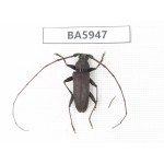 Cerambycidae sp. Myanmar, Kechin, Nanse. 1Pcs. BA5947.