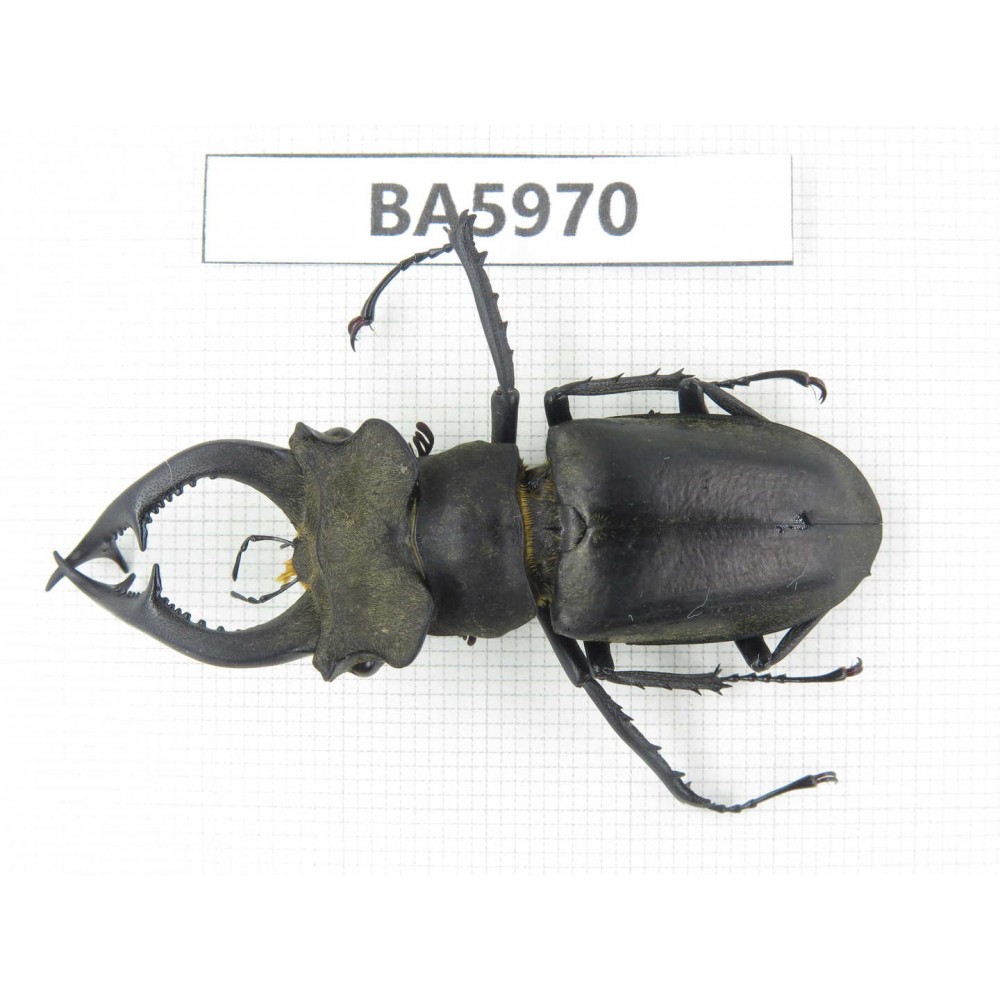 Lucanus sp. China, Yunnan, Honghe, Jinping county. 1M. BA5970.