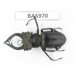 Lucanus sp. China, Yunnan, Honghe, Jinping county. 1M. BA5970.