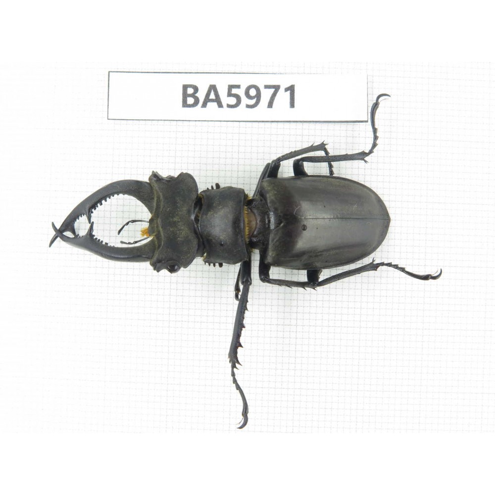 Lucanus sp. China, Yunnan, Honghe, Jinping county. 1M. BA5971.