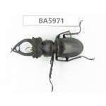 Lucanus sp. China, Yunnan, Honghe, Jinping county. 1M. BA5971.