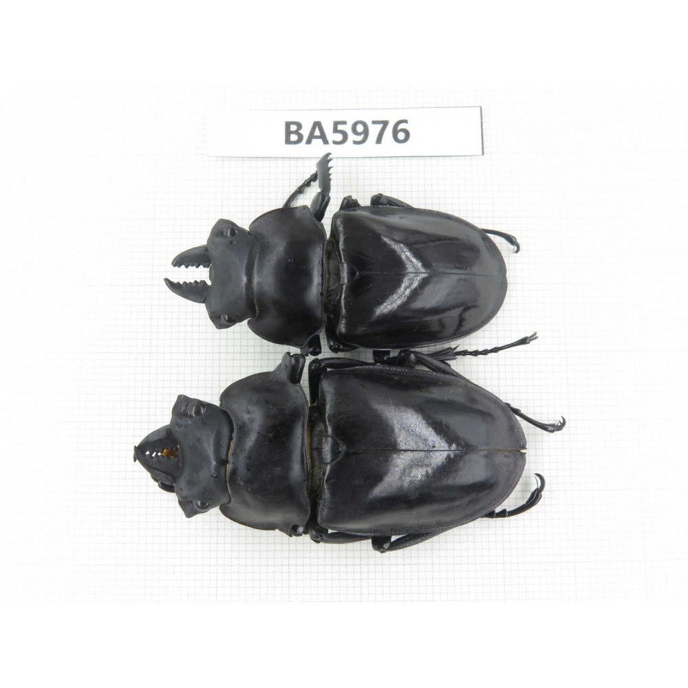 Neolucanus sp. China, Yunnan, Honghe, Jinping county. 2M. BA5976.