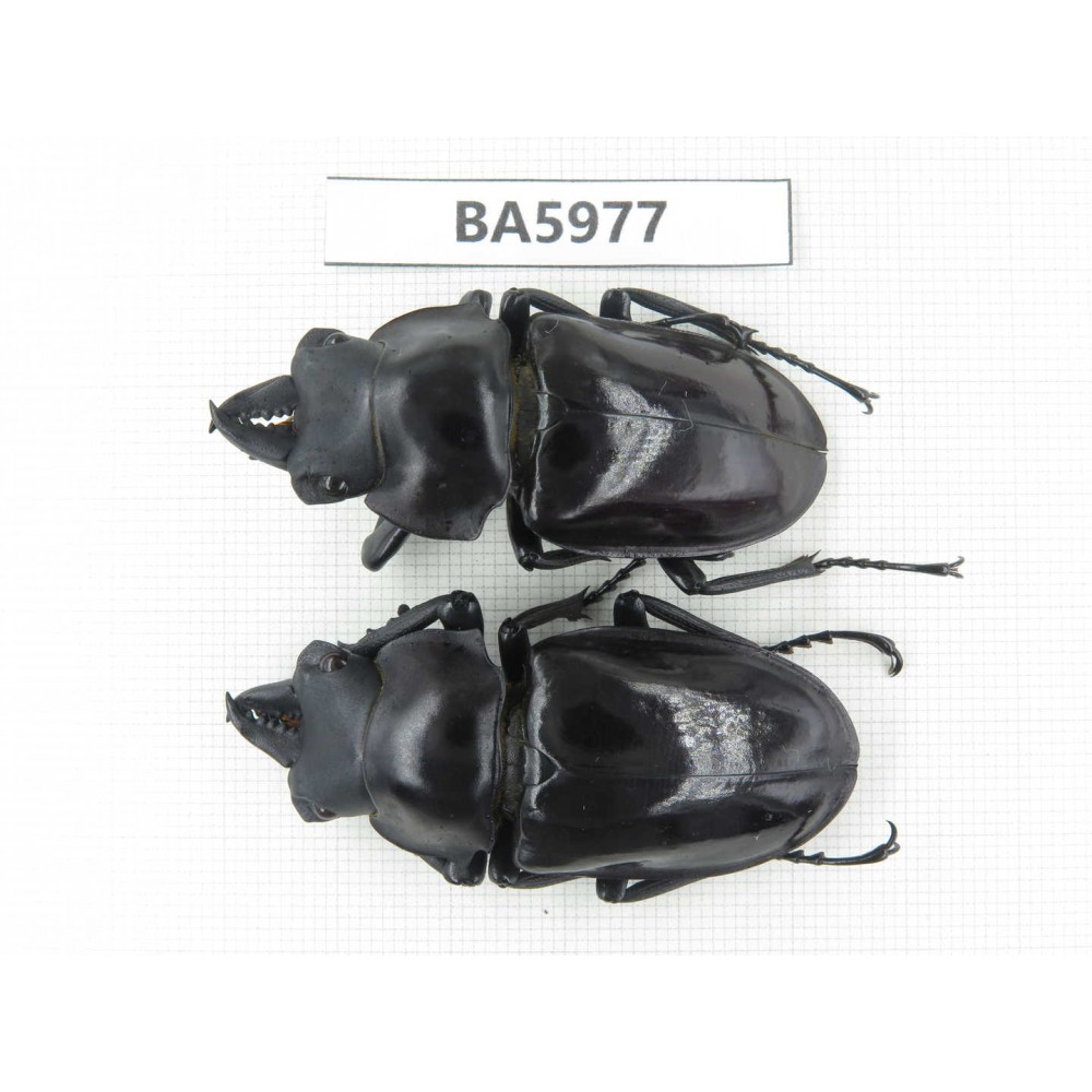 Neolucanus sp. China, Yunnan, Honghe, Jinping county. 2M. BA5977.