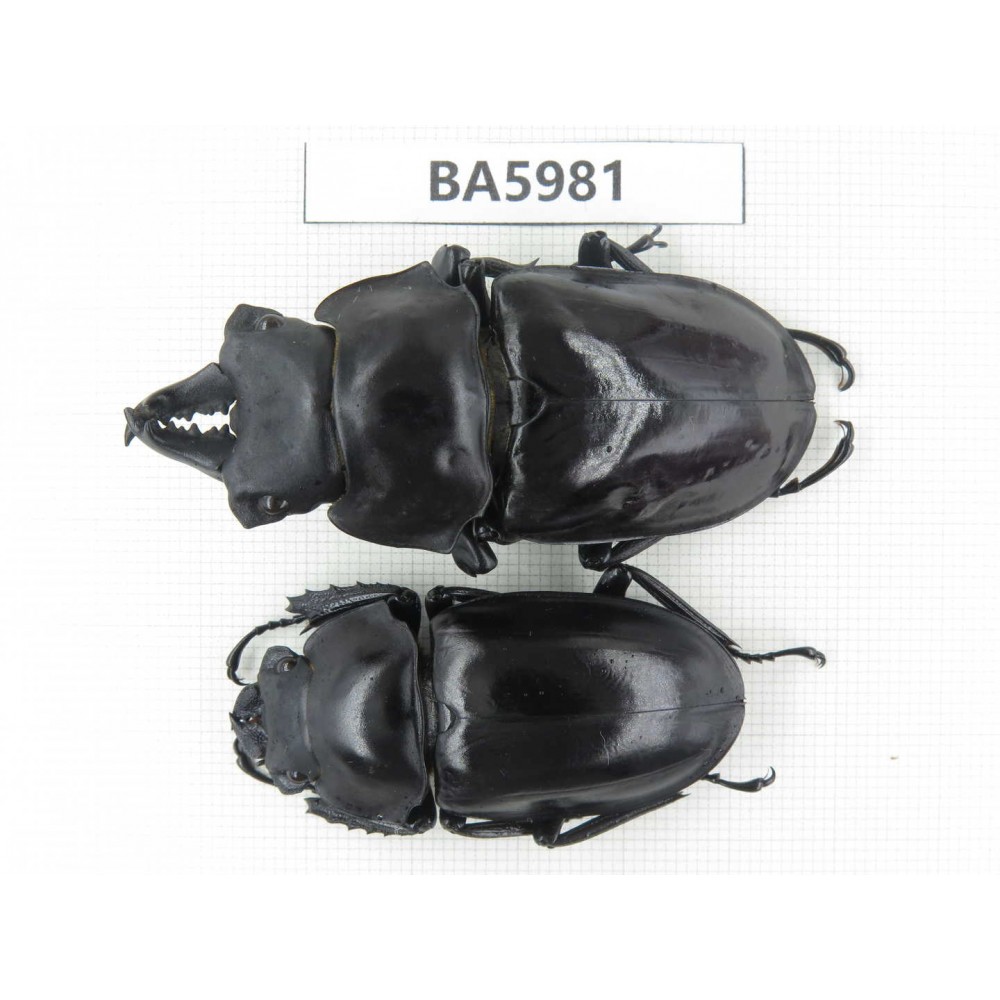 Neolucanus sp. China, Yunnan, Honghe, Jinping county. 1P. BA5981.