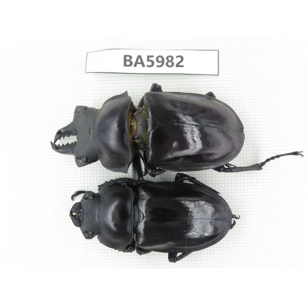 Neolucanus sp. China, Yunnan, Honghe, Jinping county. 1P. BA5982.