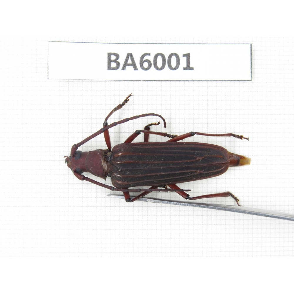 Cerambycidae sp. Myanmar, Kechin, Nanse. 1Pcs. BA6001.