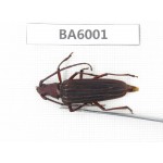 Cerambycidae sp. Myanmar, Kechin, Nanse. 1Pcs. BA6001.
