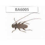 Cerambycidae sp. Myanmar, Kechin, Nanse. 1Pcs. BA6005.