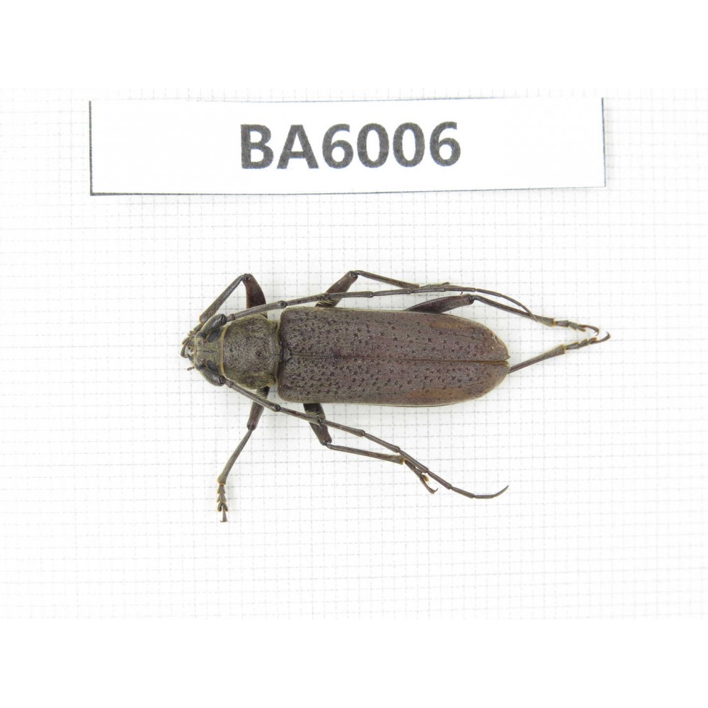 Cerambycidae sp. Myanmar, Kechin, Nanse. 1Pcs. BA6006.