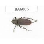 Cerambycidae sp. Myanmar, Kechin, Nanse. 1Pcs. BA6006.