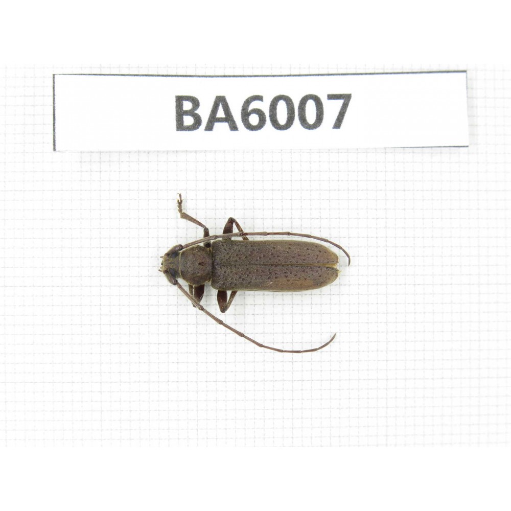 Cerambycidae sp. Myanmar, Kechin, Nanse. 1Pcs. BA6007.