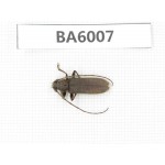 Cerambycidae sp. Myanmar, Kechin, Nanse. 1Pcs. BA6007.