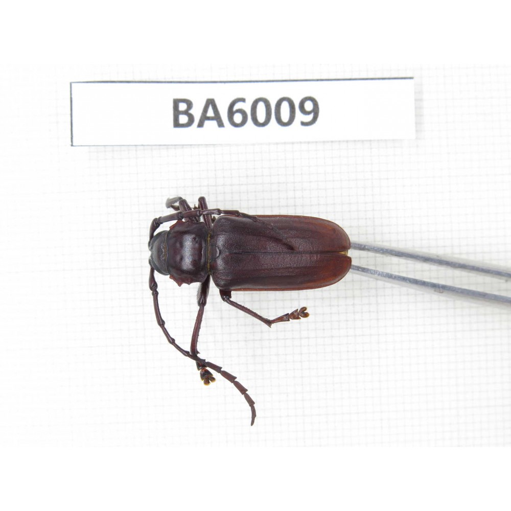 Cerambycidae sp. Myanmar, Kechin, Nanse. 1Pcs. BA6009.