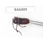 Cerambycidae sp. Myanmar, Kechin, Nanse. 1Pcs. BA6009.