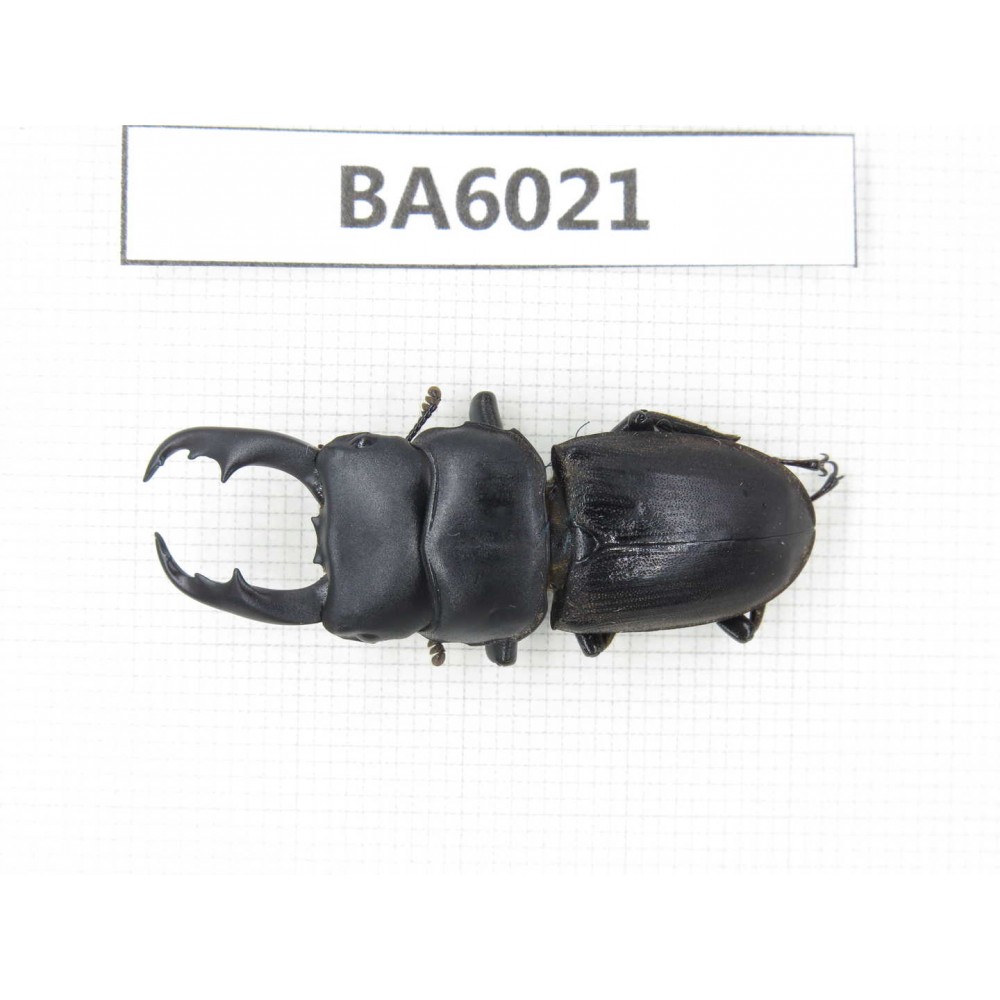 Dorcus sp. Myanmar, Kechin, Nanse. 1M. BA6021.