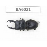 Dorcus sp. Myanmar, Kechin, Nanse. 1M. BA6021.