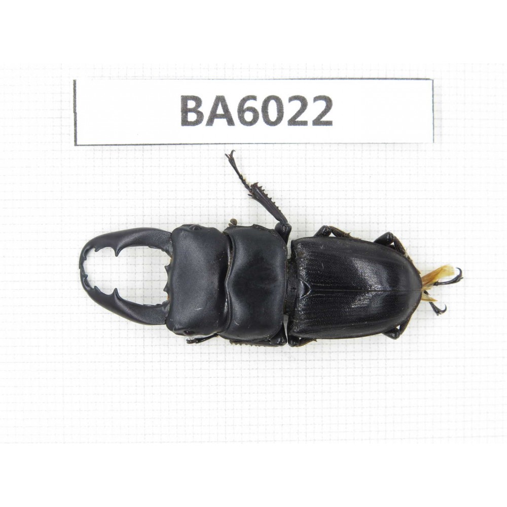 Dorcus sp. Myanmar, Kechin, Nanse. 1M. BA6022.