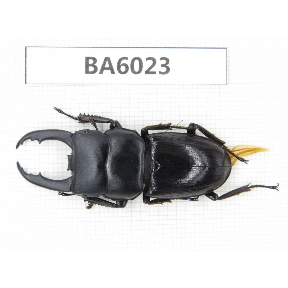 Dorcus sp. Myanmar, Kechin, Nanse. 1M. BA6023.