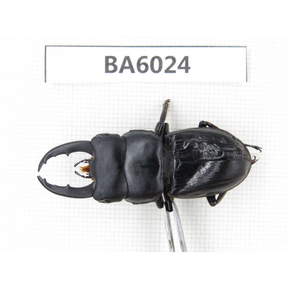 Dorcus sp. Myanmar, Kechin, Nanse. 1M. BA6024.