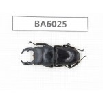 Dorcus sp. Myanmar, Kechin, Nanse. 1M. BA6025.