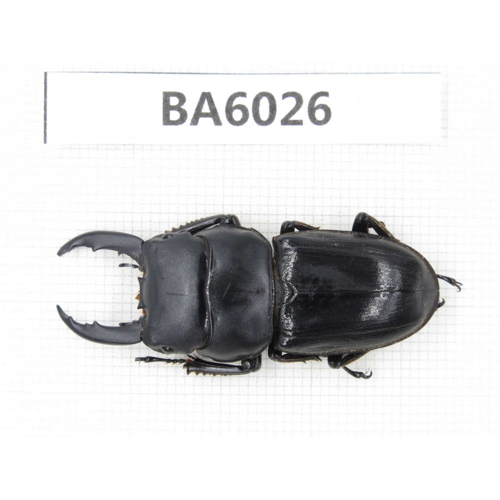 Dorcus sp. Myanmar, Kechin, Nanse. 1M. BA6026.