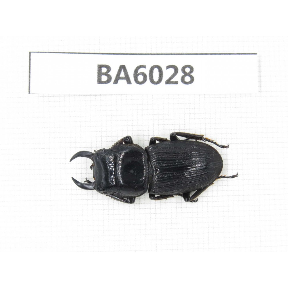 Dorcus sp. Myanmar, Kechin, Nanse. 1M. BA6028.