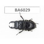 Dorcus sp. Myanmar, Kechin, Nanse. 1M. BA6029.