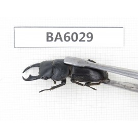 Dorcus sp. Myanmar, Kechin, Nanse. 1M. BA6029.