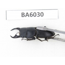 Dorcus sp. Myanmar, Kechin, Nanse. 1M. BA6030.