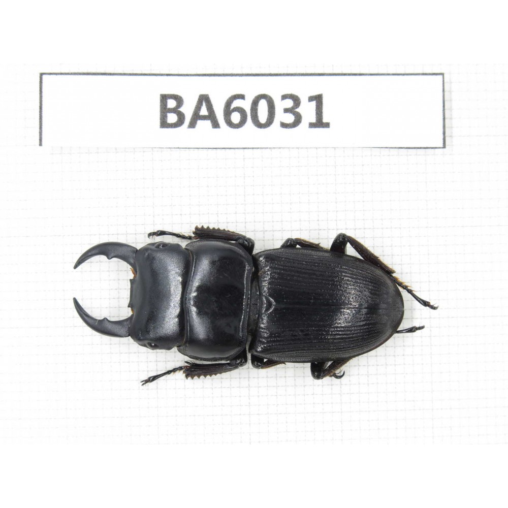 Dorcus sp. Myanmar, Kechin, Nanse. 1M. BA6031.