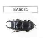 Dorcus sp. Myanmar, Kechin, Nanse. 1M. BA6031.