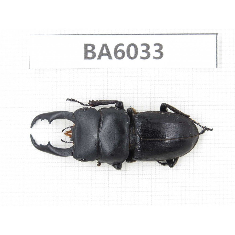 Dorcus sp. Myanmar, Kechin, Nanse. 1M. BA6033.